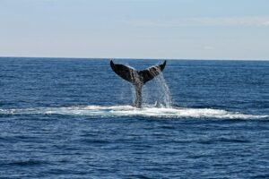 Majestic view of a whale's tail splashing through ocean waters under a clear sky.