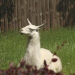 A serene llama rests in a lush green field with a wooden fence background.