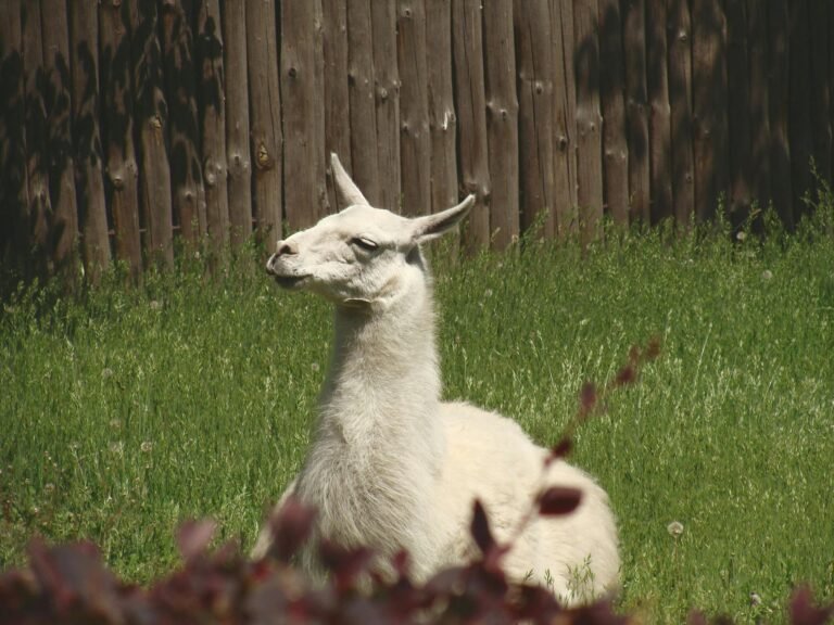 A serene llama rests in a lush green field with a wooden fence background.