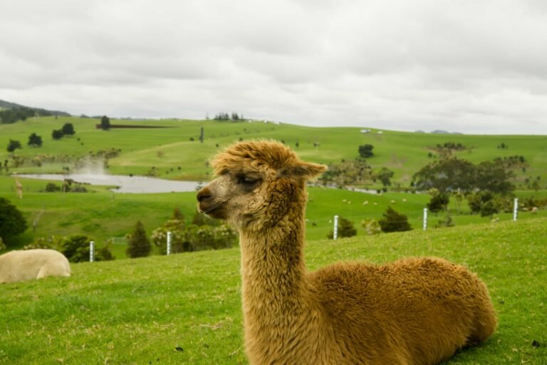 llama 4