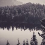 Serene lake with dense pine forest reflection in calm water, under a softly lit sky.