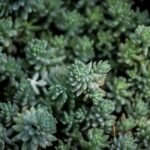 Close-up of dense, green succulent plants with rosette-shaped leaves.