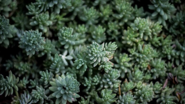 Close-up of dense, green succulent plants with rosette-shaped leaves.