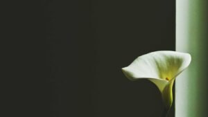 Single white calla lily against a dark background, softly lit from the right.