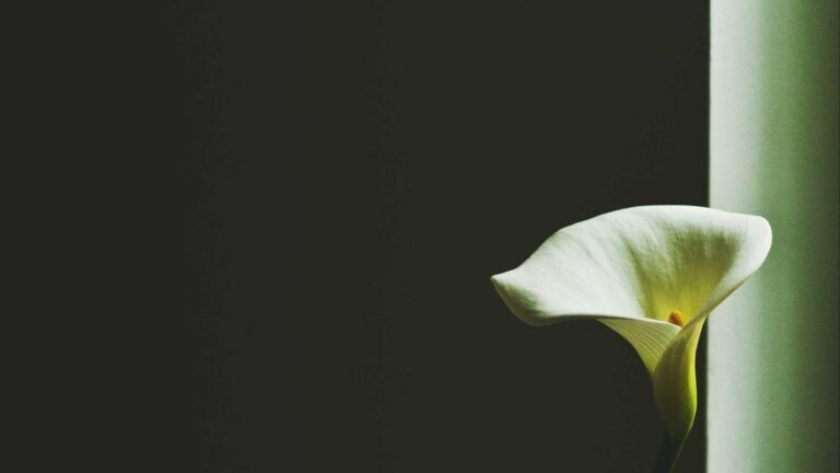 Single white calla lily against a dark background, softly lit from the right.