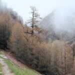 Foggy mountainous landscape with pine trees, rocky pathway, and mist enveloping the forest and distant peaks.