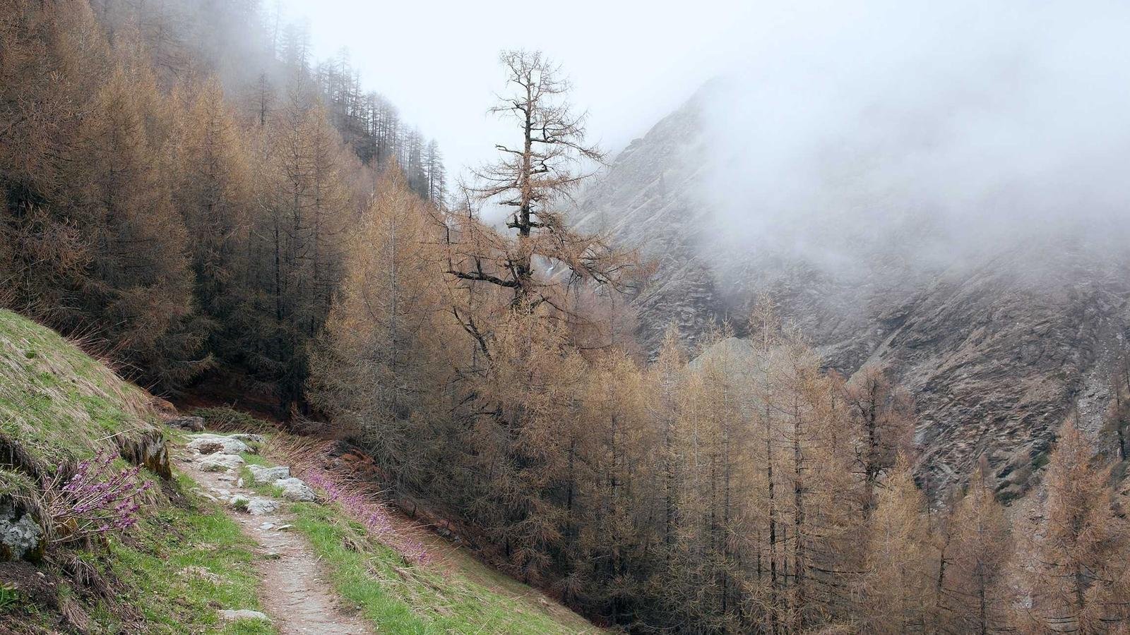 Foggy mountainous landscape with pine trees, rocky pathway, and mist enveloping the forest and distant peaks.