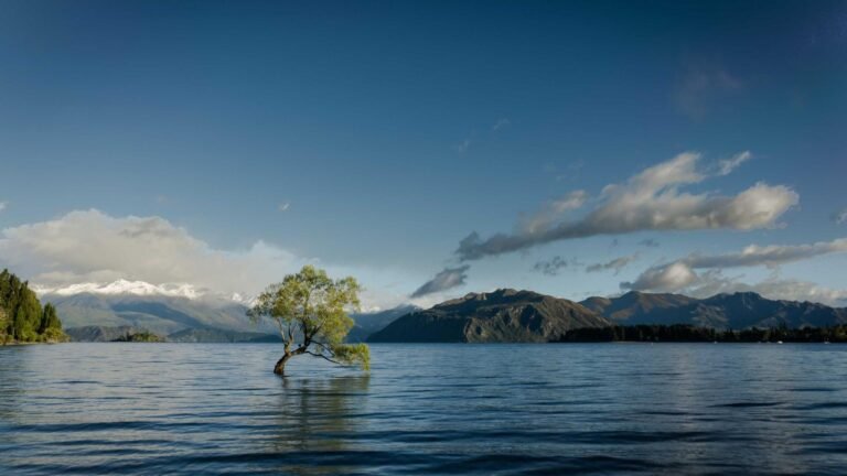 Solitary tree in a lake with mountains and cloudy sky in the background.