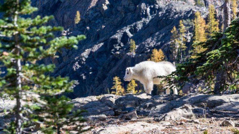 Mountain goat standing on rocky terrain with trees in the foreground and a cliff backdrop.