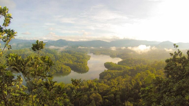 Lush green forest with a winding river under a clear sky, mist hovering over the treetops, and distant mountain range.