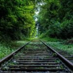 Overgrown railway tracks surrounded by dense green foliage in a forested area