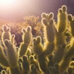 Close-up of sunlit cacti with a blurred desert background, creating a warm, golden atmosphere.