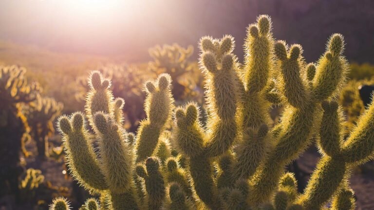 Close-up of sunlit cacti with a blurred desert background, creating a warm, golden atmosphere.