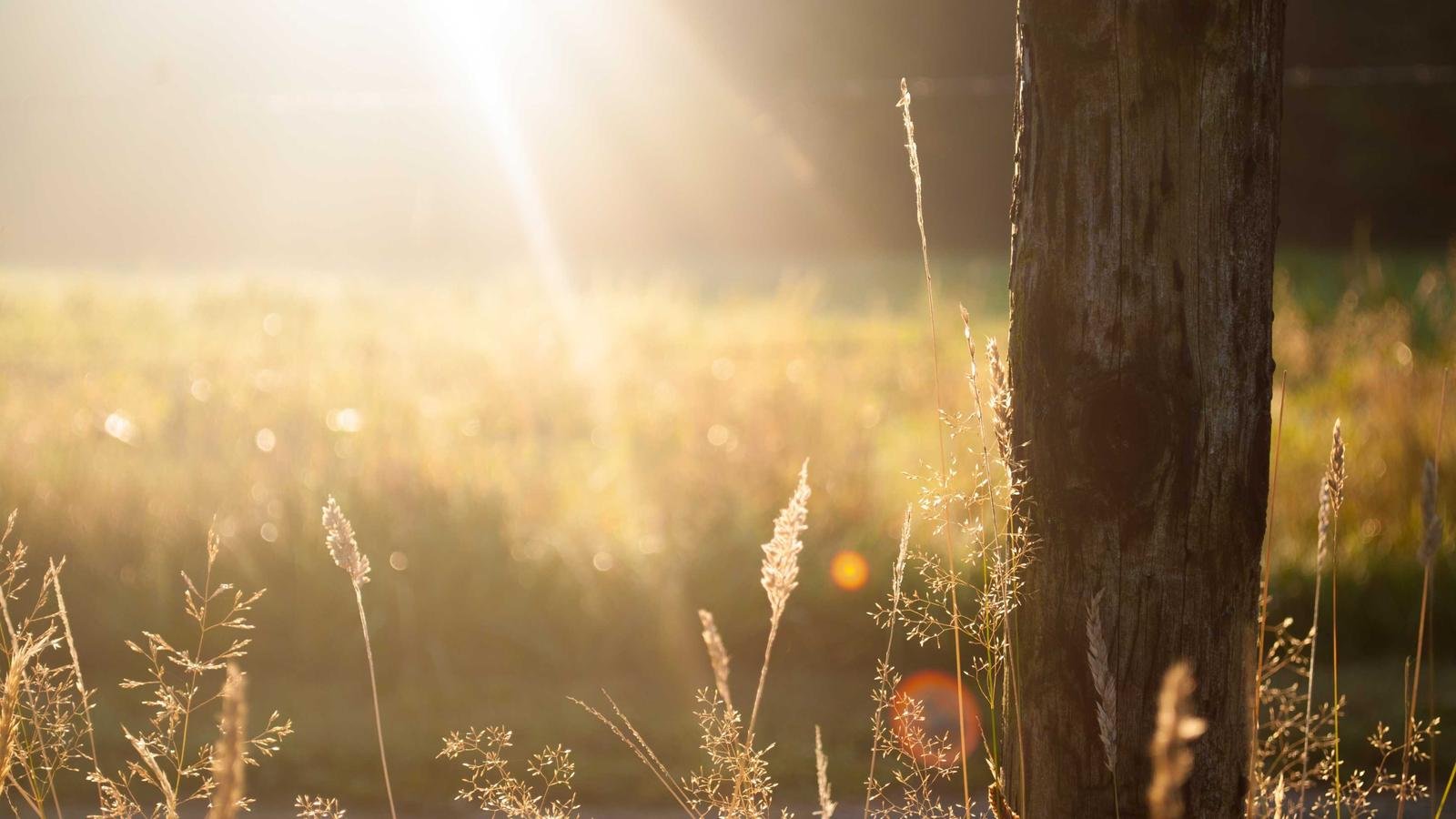 Sunlit field with tall grass and a weathered wooden post in the foreground, soft sunlight creating a warm glow.