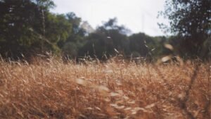 Golden grass field with sunlight, surrounded by blurred greenery and trees in the background.
