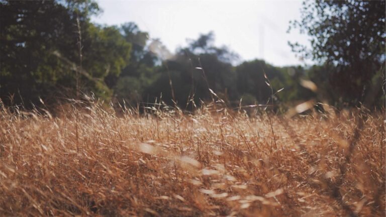 Golden grass field with sunlight, surrounded by blurred greenery and trees in the background.