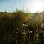 Wildflowers in a sunlit meadow with droplets of dew on grass, backlit by a bright morning sun.