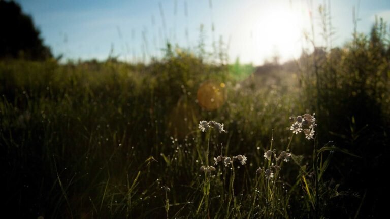 Wildflowers in a sunlit meadow with droplets of dew on grass, backlit by a bright morning sun.