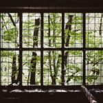 Sunlit trees visible through a barred, broken window in a dimly lit room.