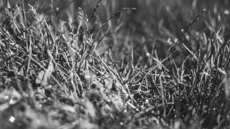 Close-up of grass blades in black and white with blurred background, showing dewdrops and fine textures of the grass