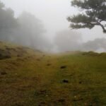 Foggy landscape with a grassy path flanked by trees, leading into a dense mist.
