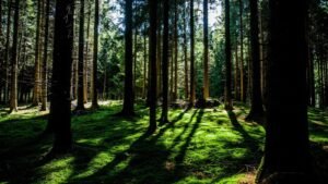 Sunlight filtering through tall trees in a dense forest, casting long shadows on the moss-covered ground.