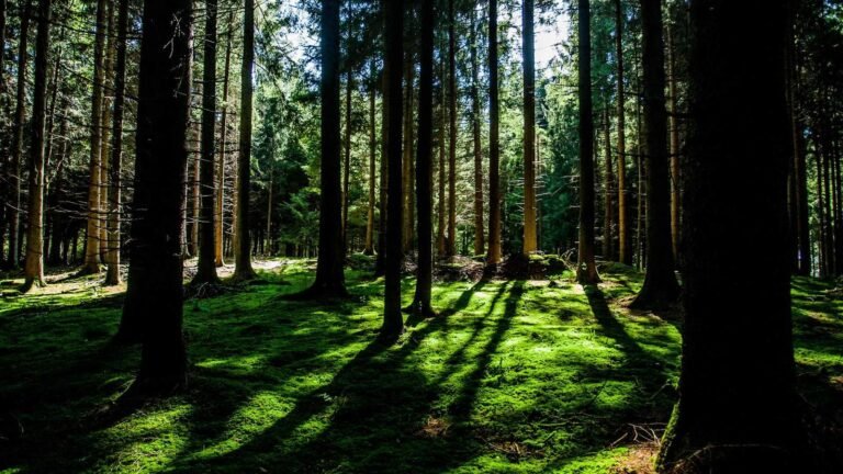 Sunlight filtering through tall trees in a dense forest, casting long shadows on the moss-covered ground.