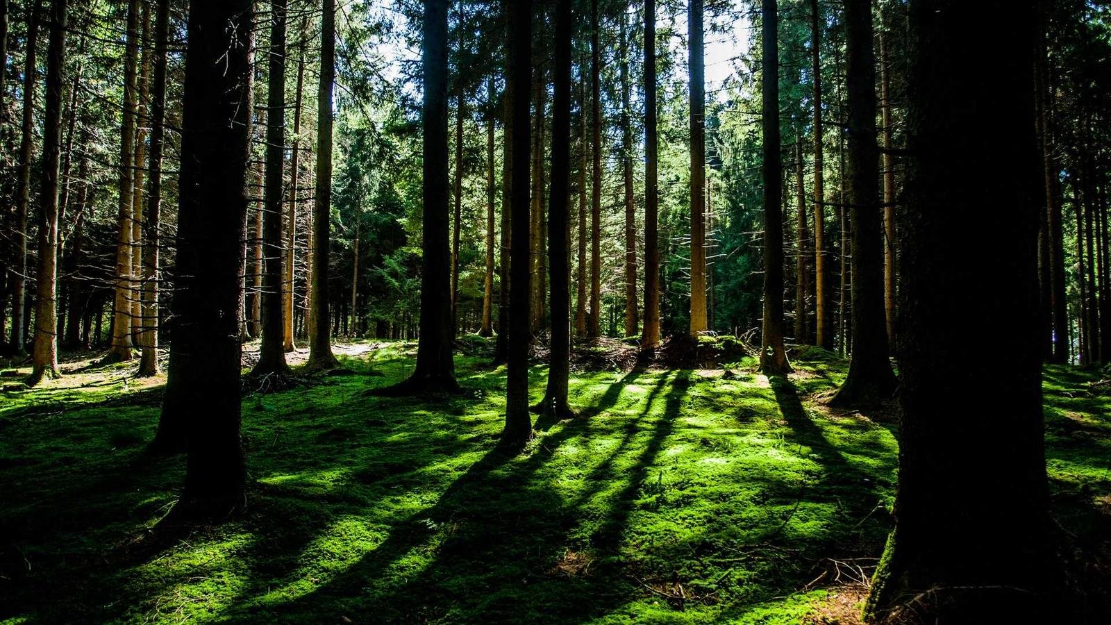 Sunlight filtering through tall trees in a dense forest, casting long shadows on the moss-covered ground.