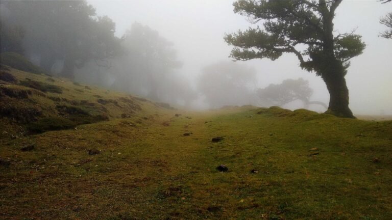 Foggy landscape with a grassy path flanked by trees, leading into a dense mist.