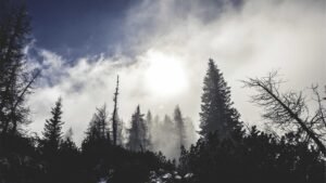 Sun shining through a misty forest with tall trees and cloudy sky.