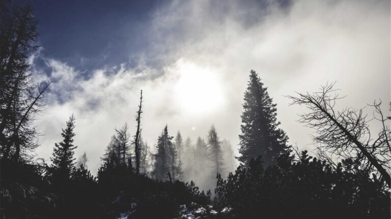 Sun shining through a misty forest with tall trees and cloudy sky.