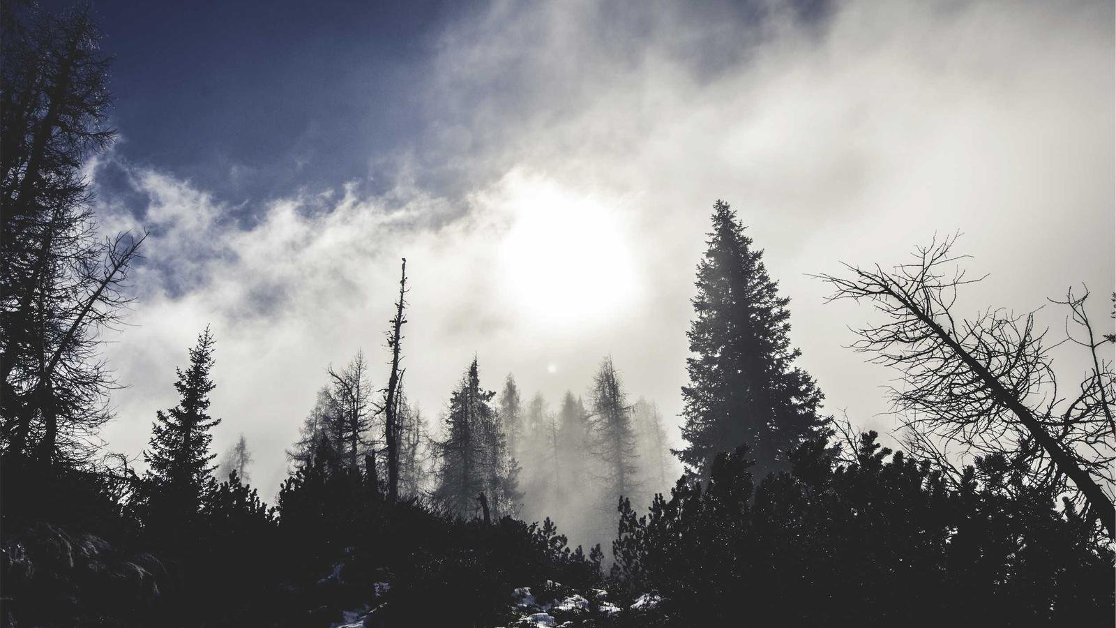 Sun shining through a misty forest with tall trees and cloudy sky.