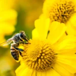 Bee collecting pollen on a vibrant yellow flower with a blurred background of similar flowers.