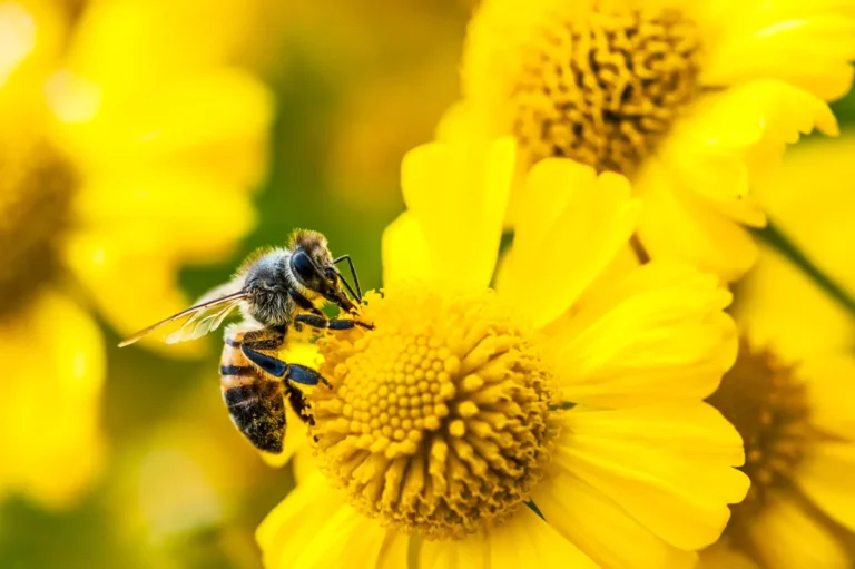 Bee collecting pollen on a vibrant yellow flower with a blurred background of similar flowers.