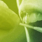 Close-up of a partially open mouth with a cotton swab approaching, in a green and yellow halftone effect.