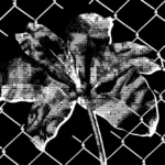 Black and white image of a glitchy flower behind a chain-link fence on a black background