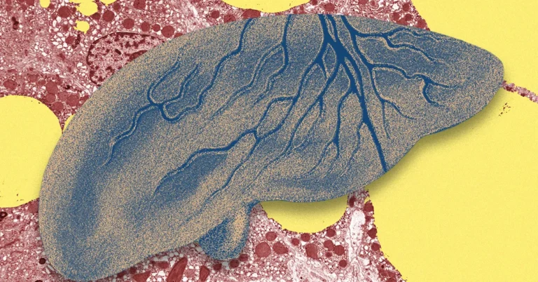 A liver with branching blue veins on a colorful abstract background with red and yellow patterns.