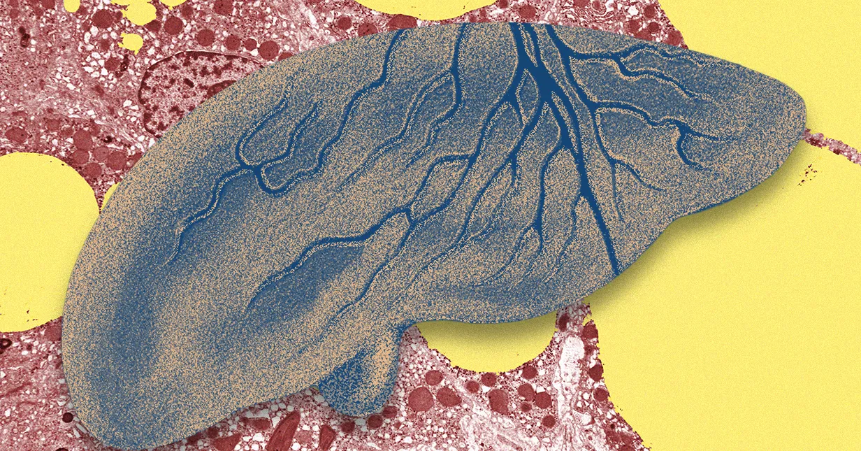 A liver with branching blue veins on a colorful abstract background with red and yellow patterns.