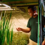 Person in glasses and Enveda t-shirt examines plants under LED lights in a lab setting.