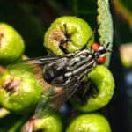 fruit fly brain model generating WIRED story ideas