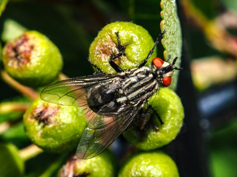 fruit fly brain model generating WIRED story ideas