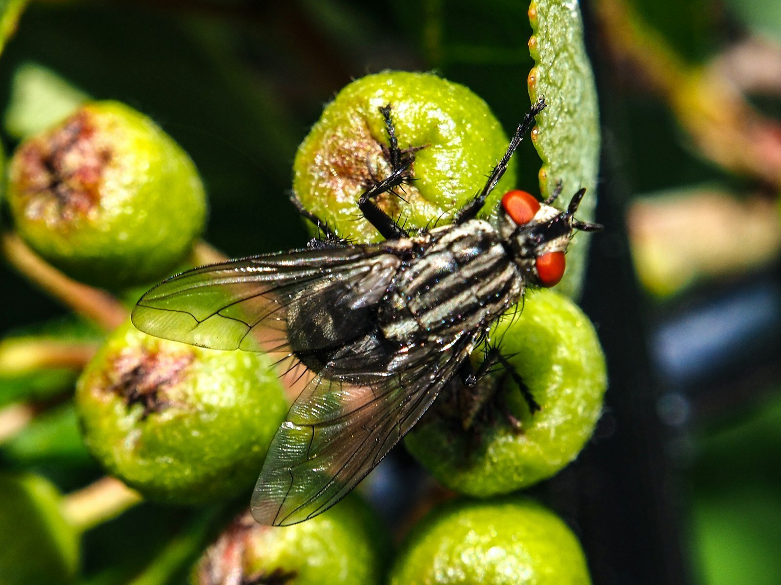fruit fly brain model generating WIRED story ideas