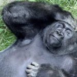 Gorilla lying on grass with eyes closed, one hand on forehead, appearing relaxed or contemplative