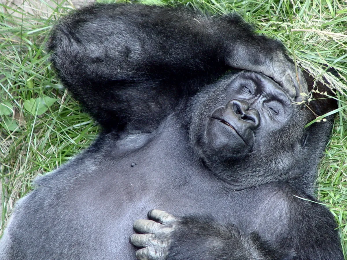 Gorilla lying on grass with eyes closed, one hand on forehead, appearing relaxed or contemplative