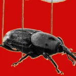 A black beetle on strings against a red background, resembling a puppet.