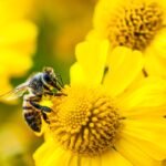 A bee collecting nectar from a vibrant yellow flower with more blossoms in the blurred background.