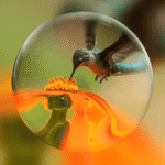Hummingbird feeding on an orange flower, viewed through a spherical lens with a blurred green and orange background