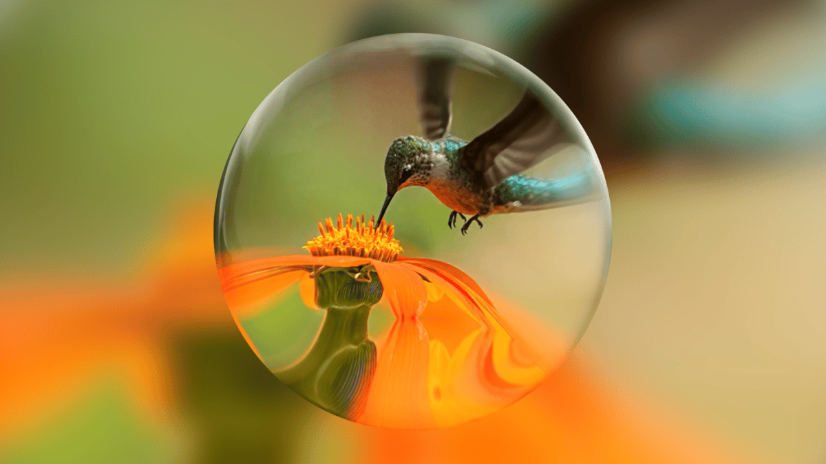 Hummingbird feeding on an orange flower, viewed through a spherical lens with a blurred green and orange background