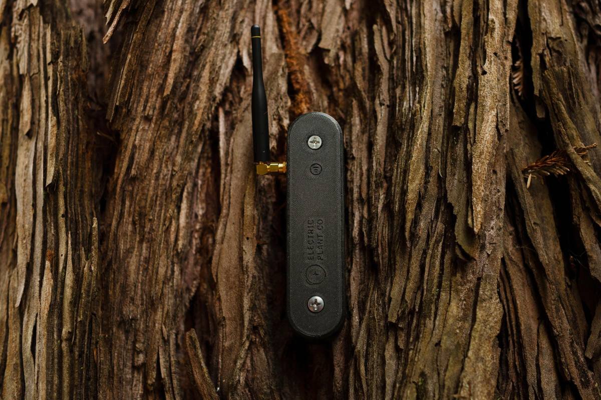 Black sensor device with antenna attached to the rough bark of a tree.